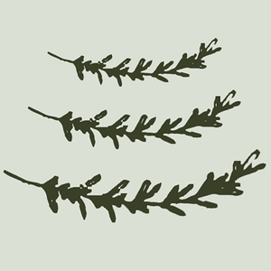 Drawing of sprigs of rosemary