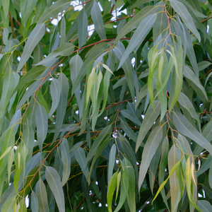 Photograph of eucalyptus leaves