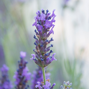 Photograph of lavender flowers