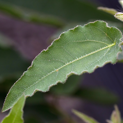Photograph of a lemon eucalyptus leaf