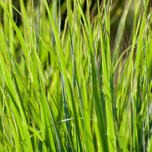 Photograph of lemongrass leaves