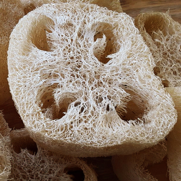 Photograph of a loofah sponge