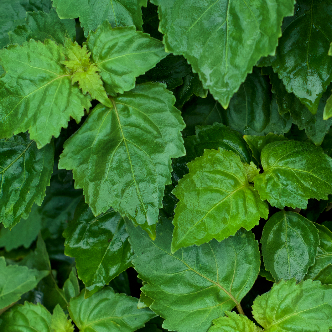 Photograph of patchouli leaves