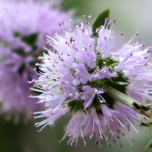 Photograph of pennyroyal flowers