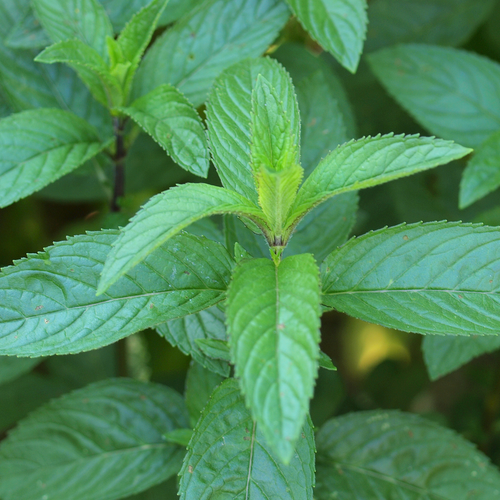 Photograph of peppermint leaves
