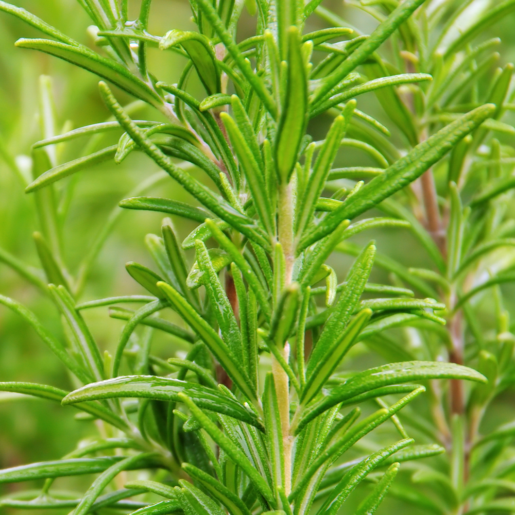 Photograph of rosemary leaves