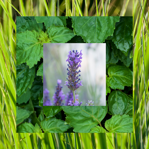 Photograph of lavender, lemongrass, and patchouli plants