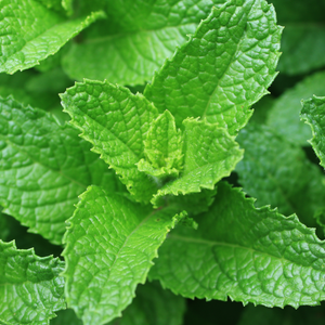 Photograph of spearmint leaves