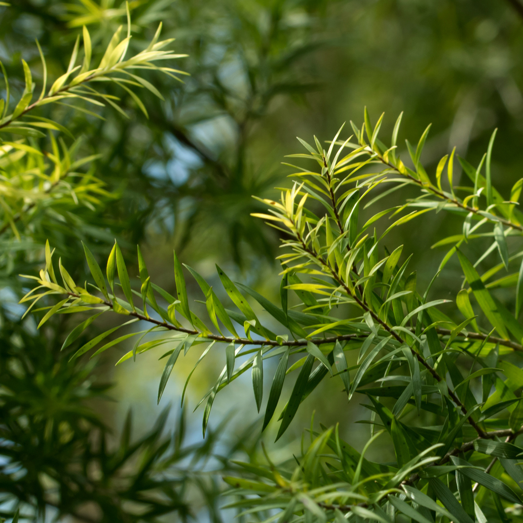 Photograph of tea tree leaves